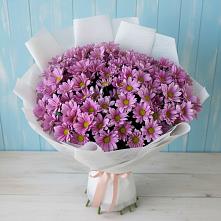 Букет цветов из:  Хризантемы в Приморске Ленинградской области